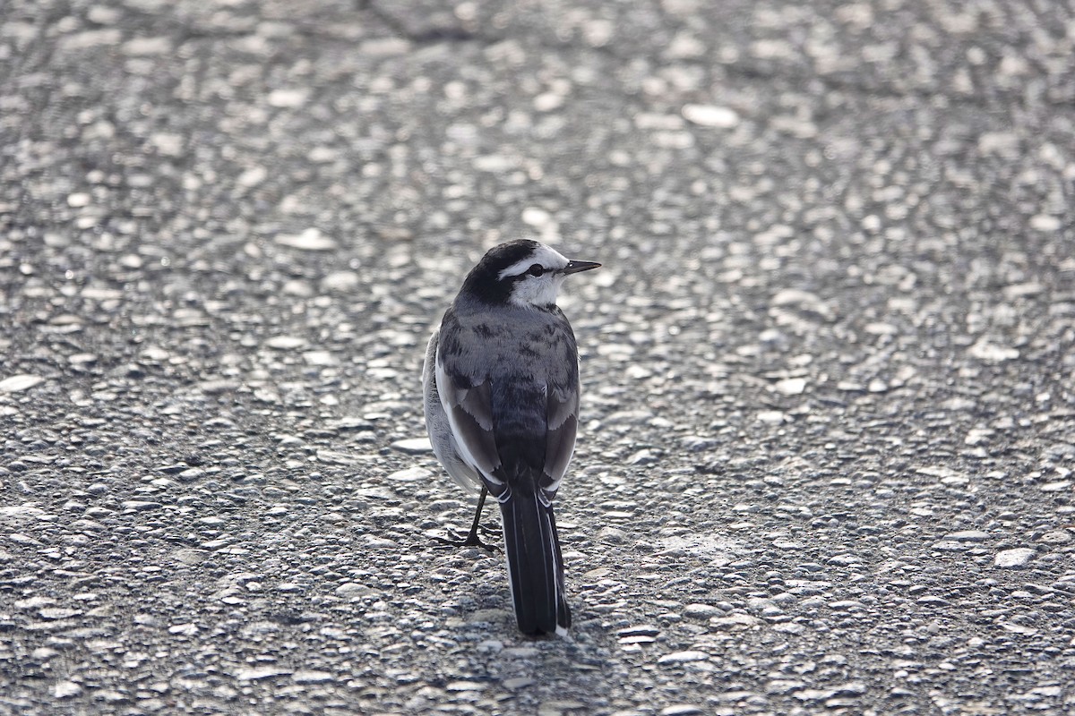 White Wagtail (Black-backed) - ML644496061