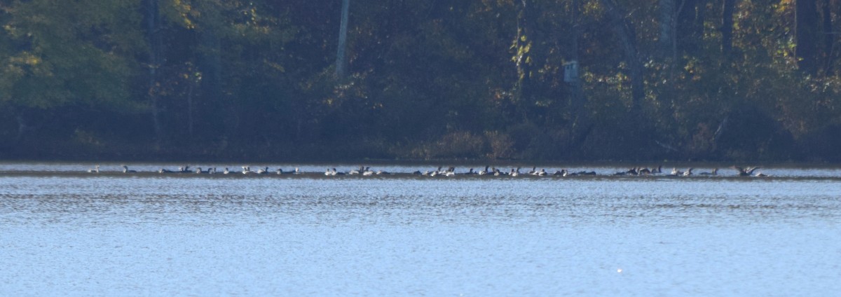 Double-crested Cormorant - ML644496062