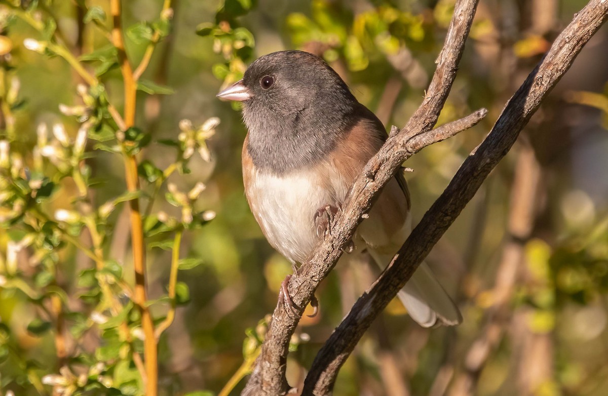 Dark-eyed Junco - ML644496063
