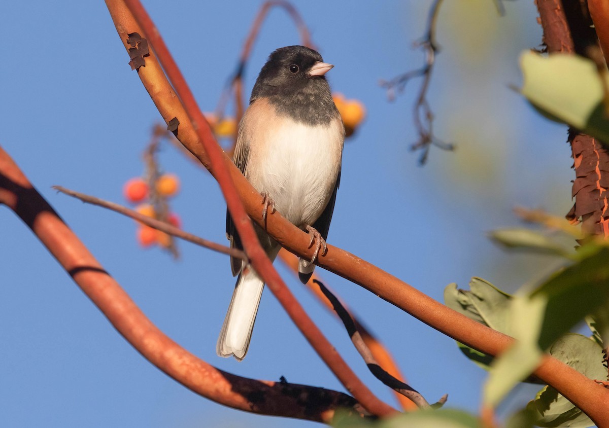 Dark-eyed Junco - ML644496064