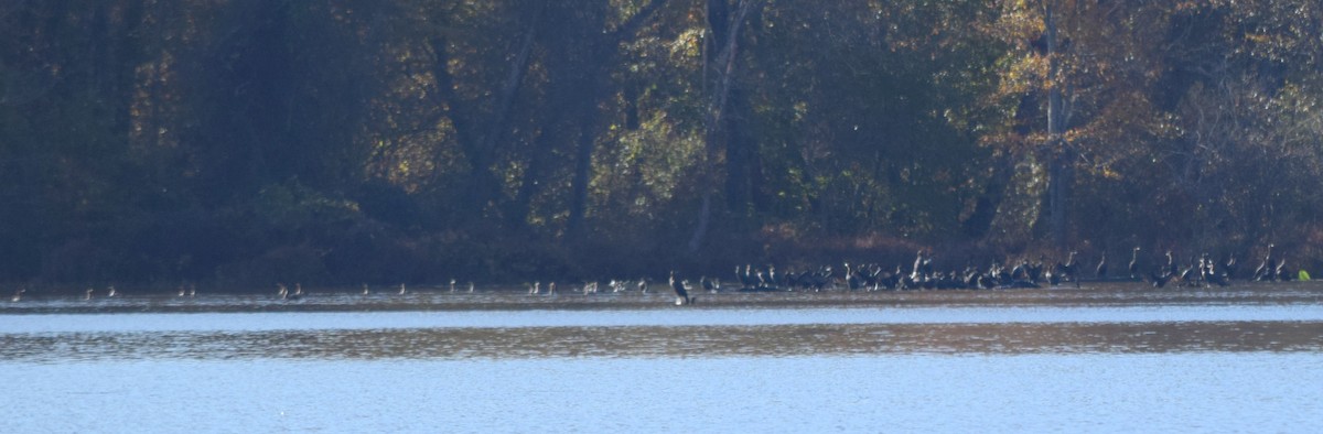 Double-crested Cormorant - ML644496065