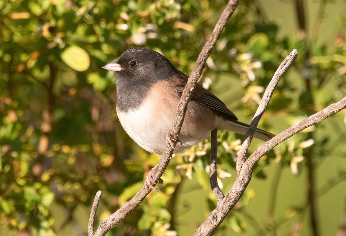 Dark-eyed Junco - ML644496066