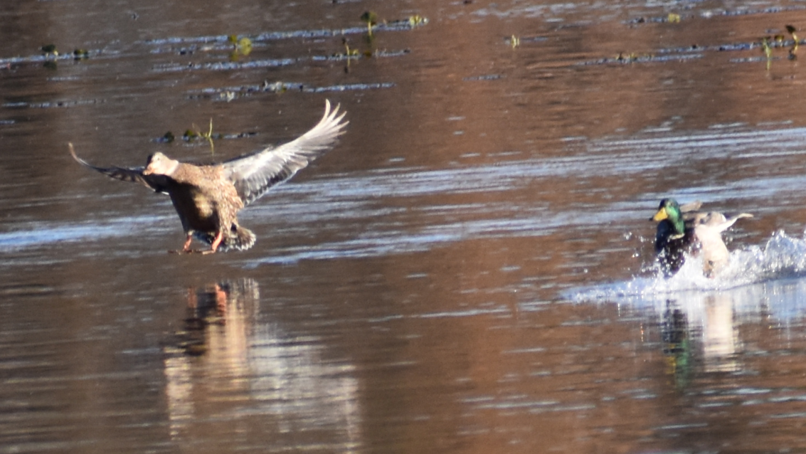 Mallard - ML644496067