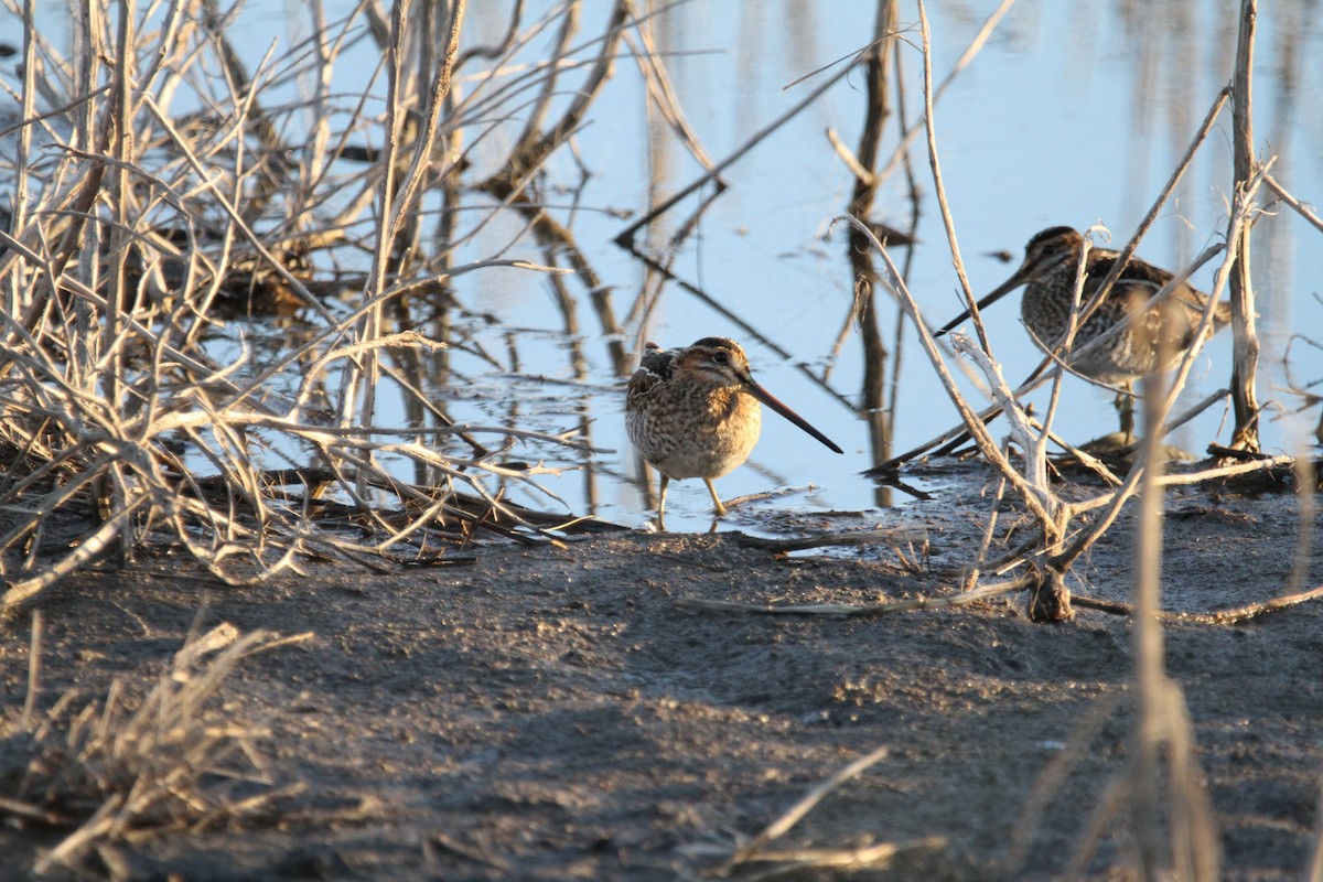 Wilson's Snipe - ML644496068