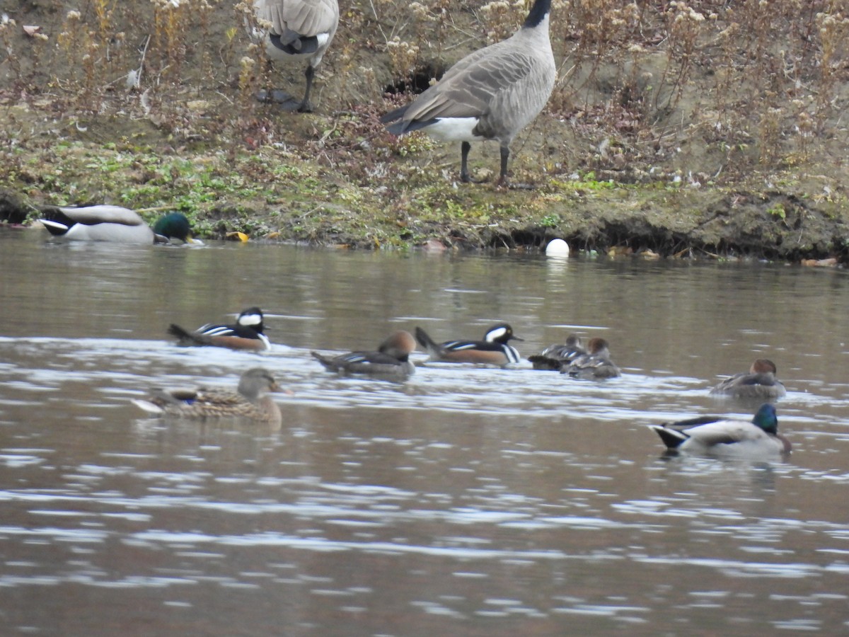 Hooded Merganser - ML644496071