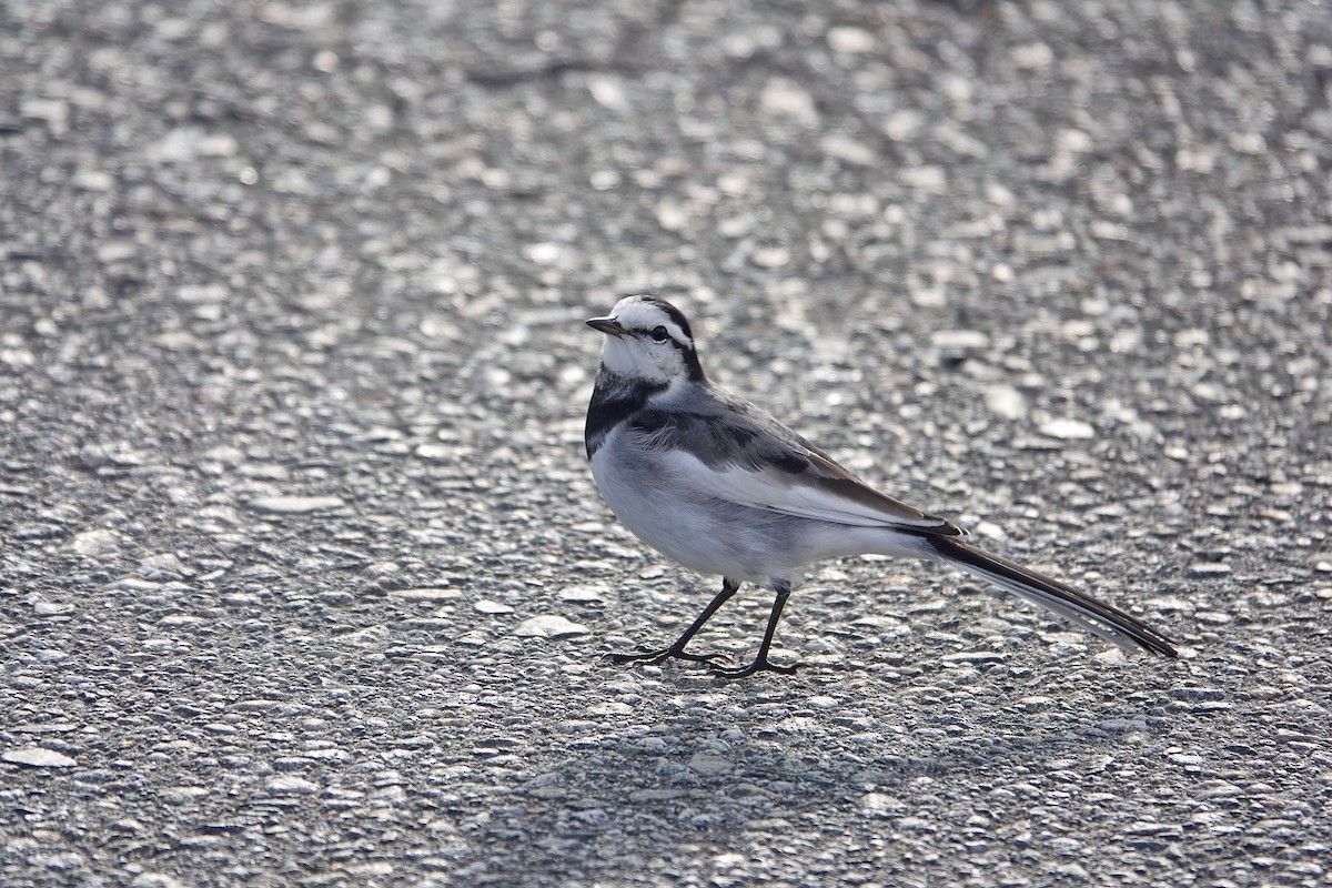 White Wagtail (Black-backed) - ML644496072