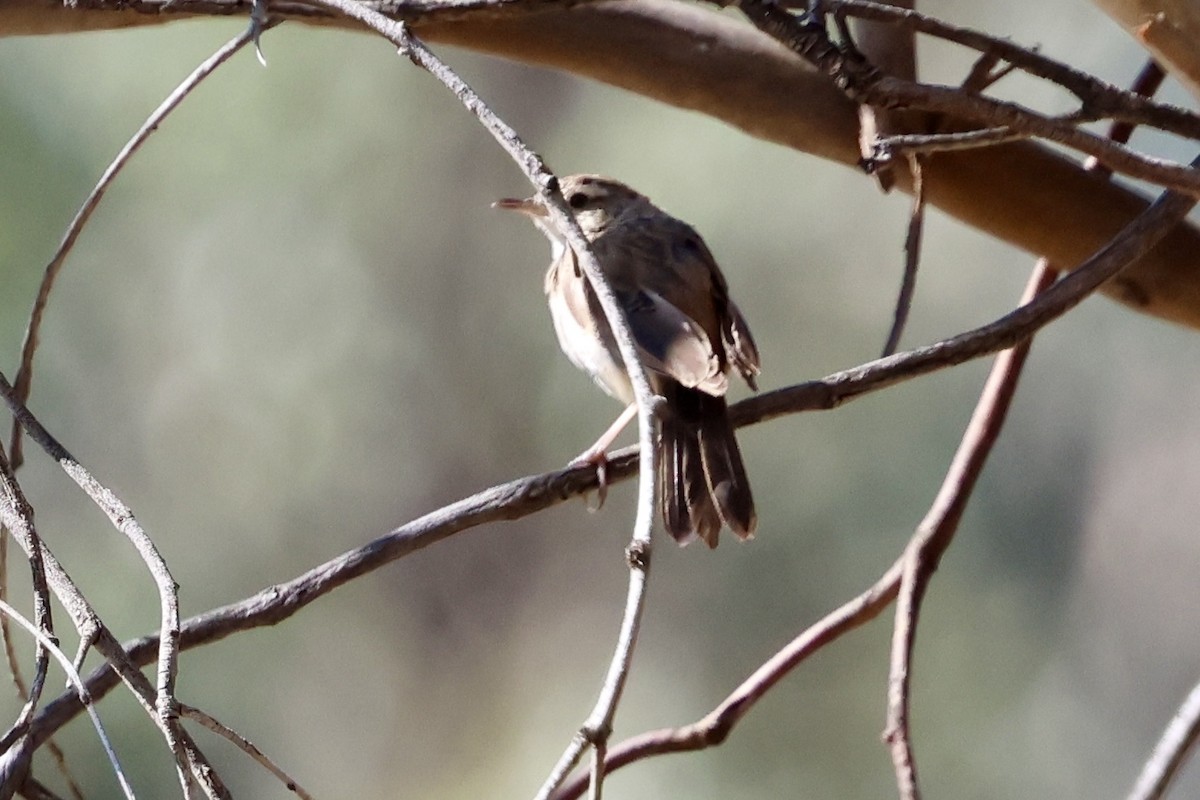 Rufous Songlark - ML644496073