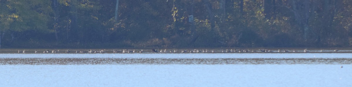 Double-crested Cormorant - ML644496074