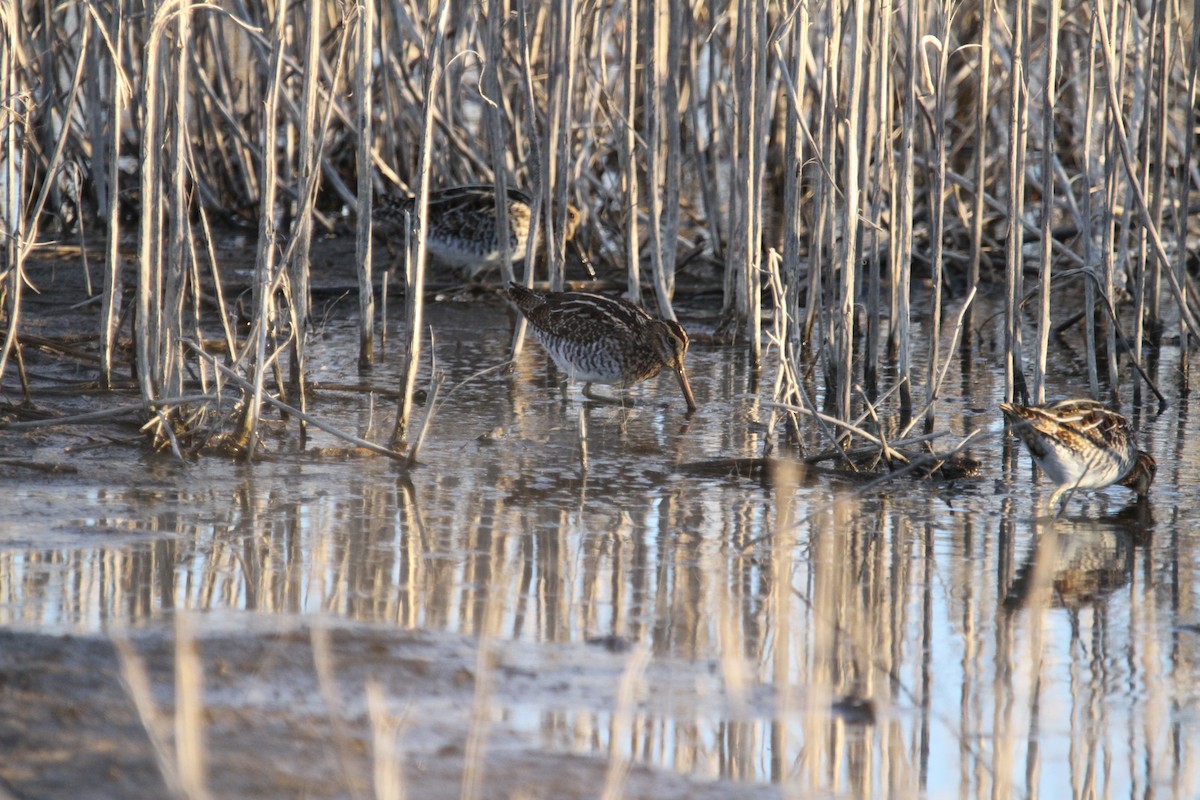 Wilson's Snipe - ML644496076