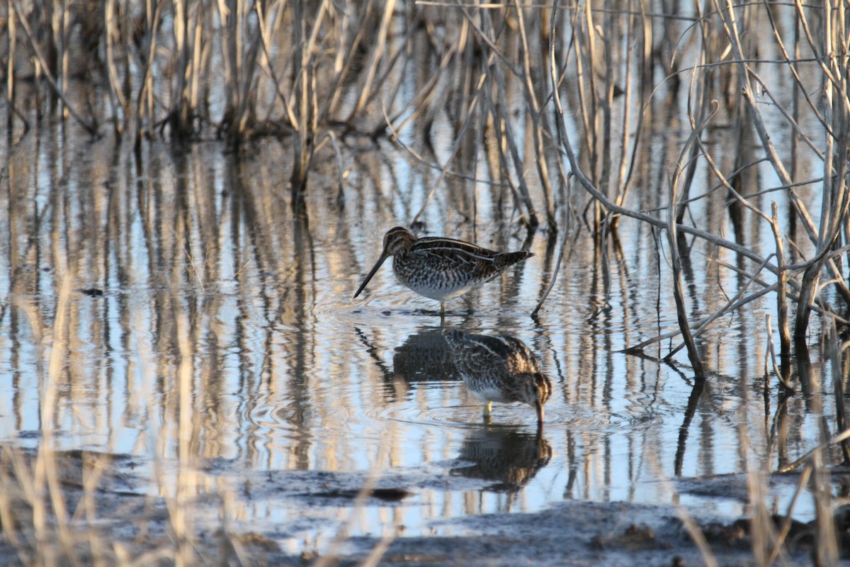Wilson's Snipe - ML644496077