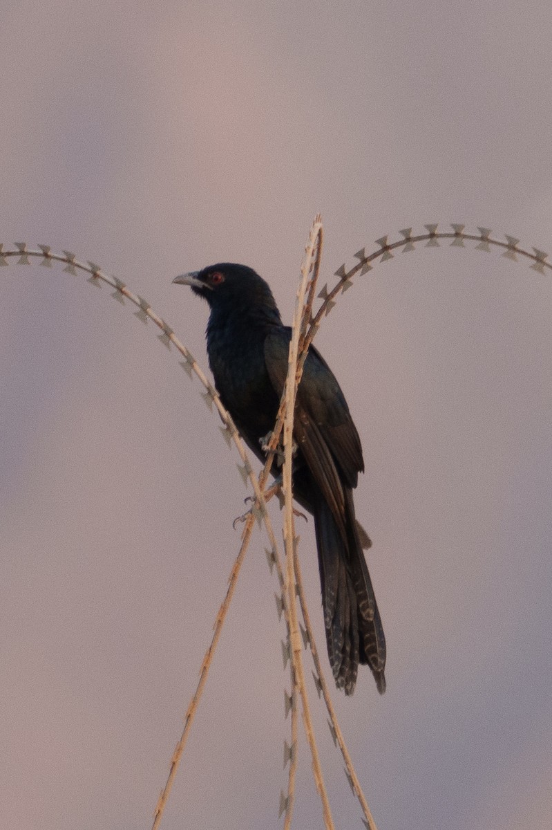 קואל אסייתי - ML644496078