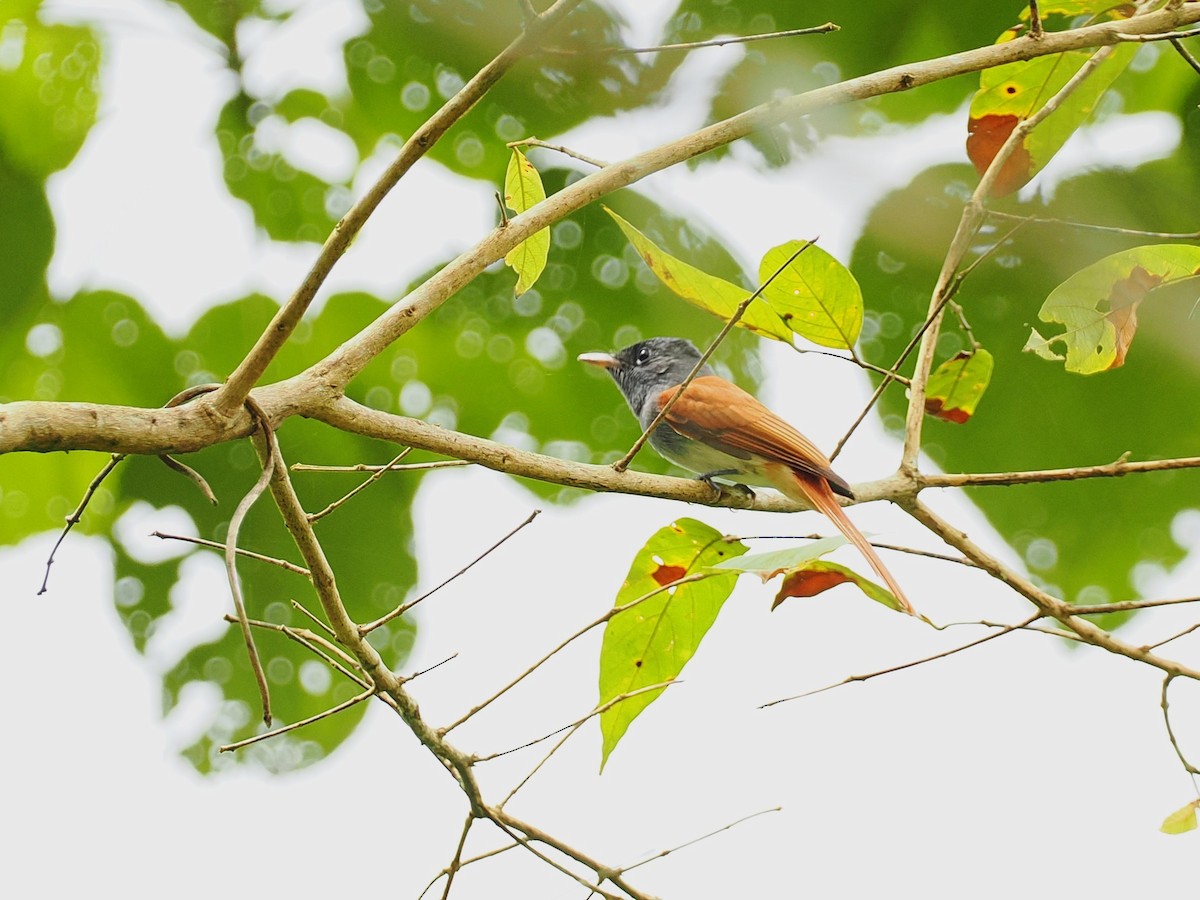 Tchitrec de Blyth - ML644496083