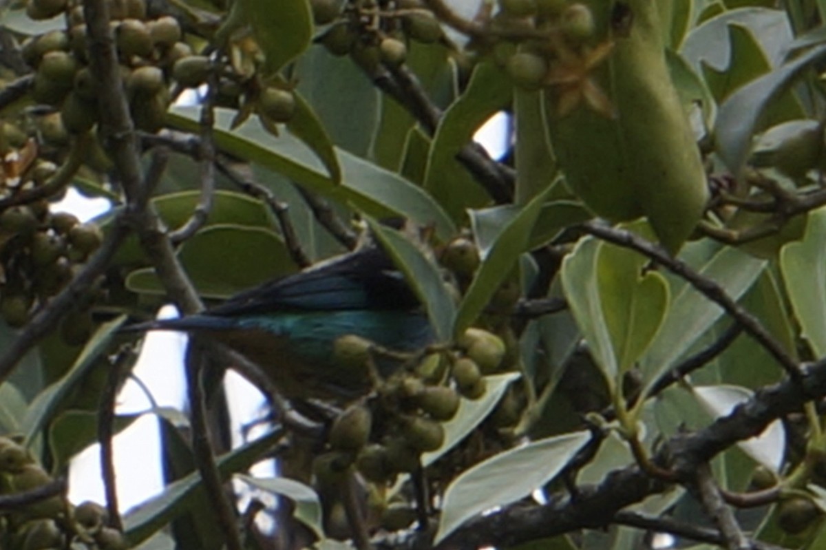 テリミドリフウキンチョウ - ML644496088