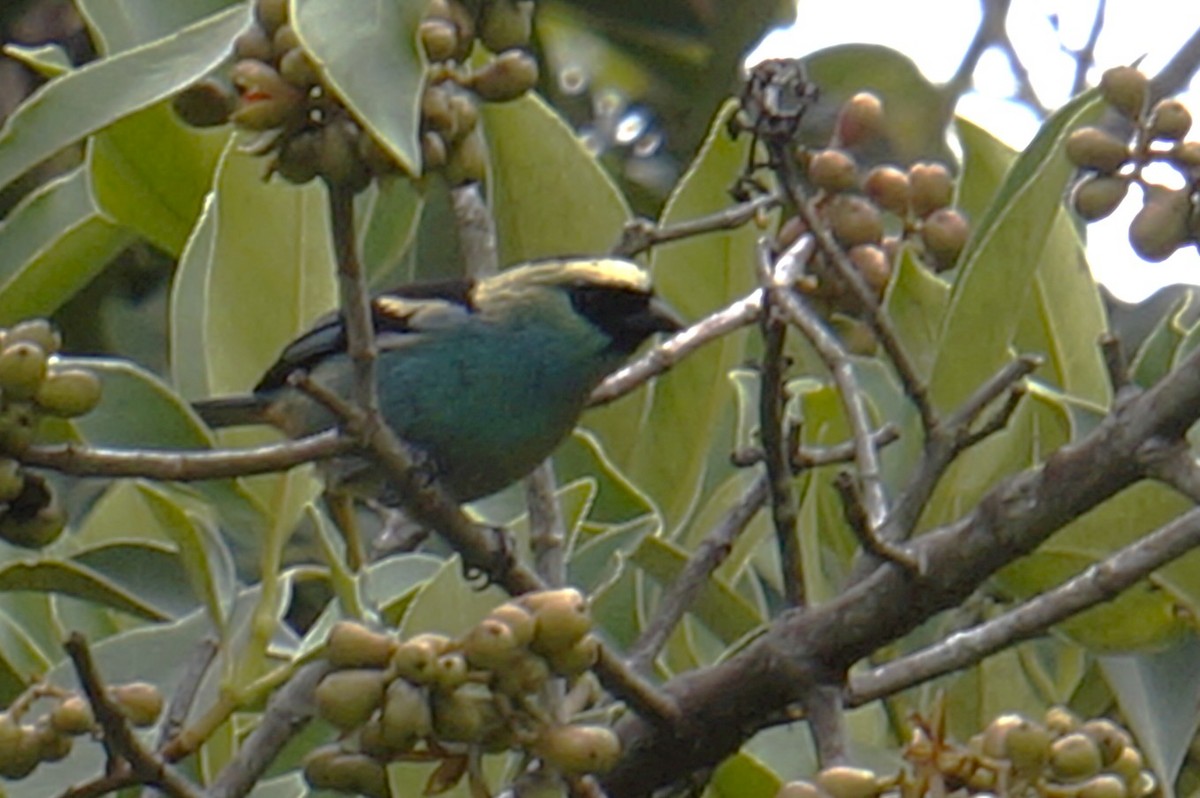 テリミドリフウキンチョウ - ML644496089