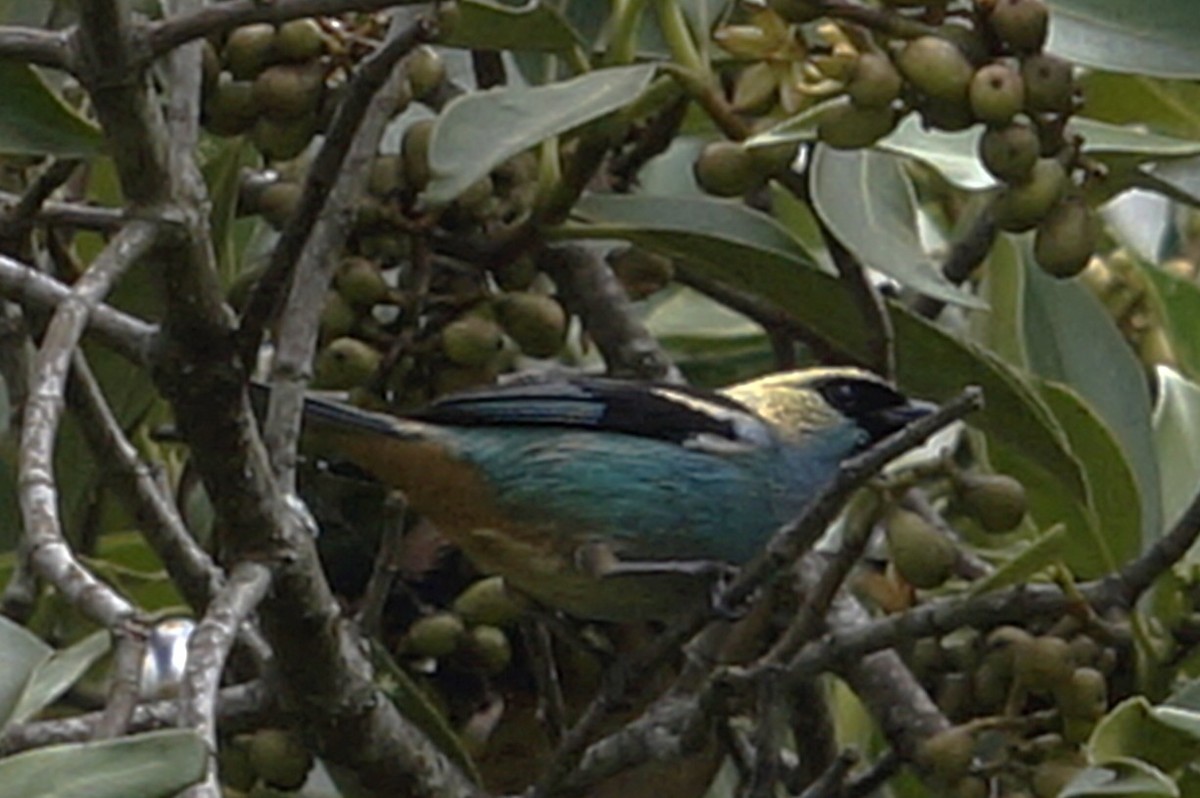 テリミドリフウキンチョウ - ML644496090