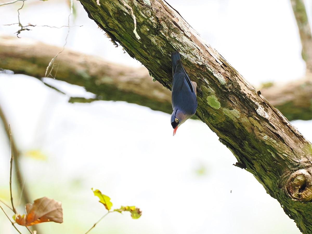 Velvet-fronted Nuthatch - ML644496092