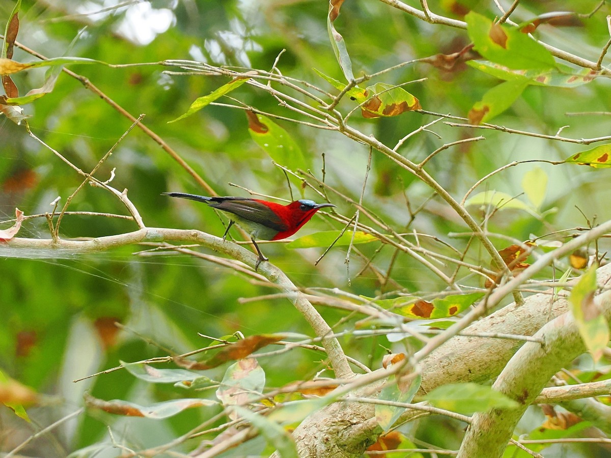 Karmesinnektarvogel - ML644496094