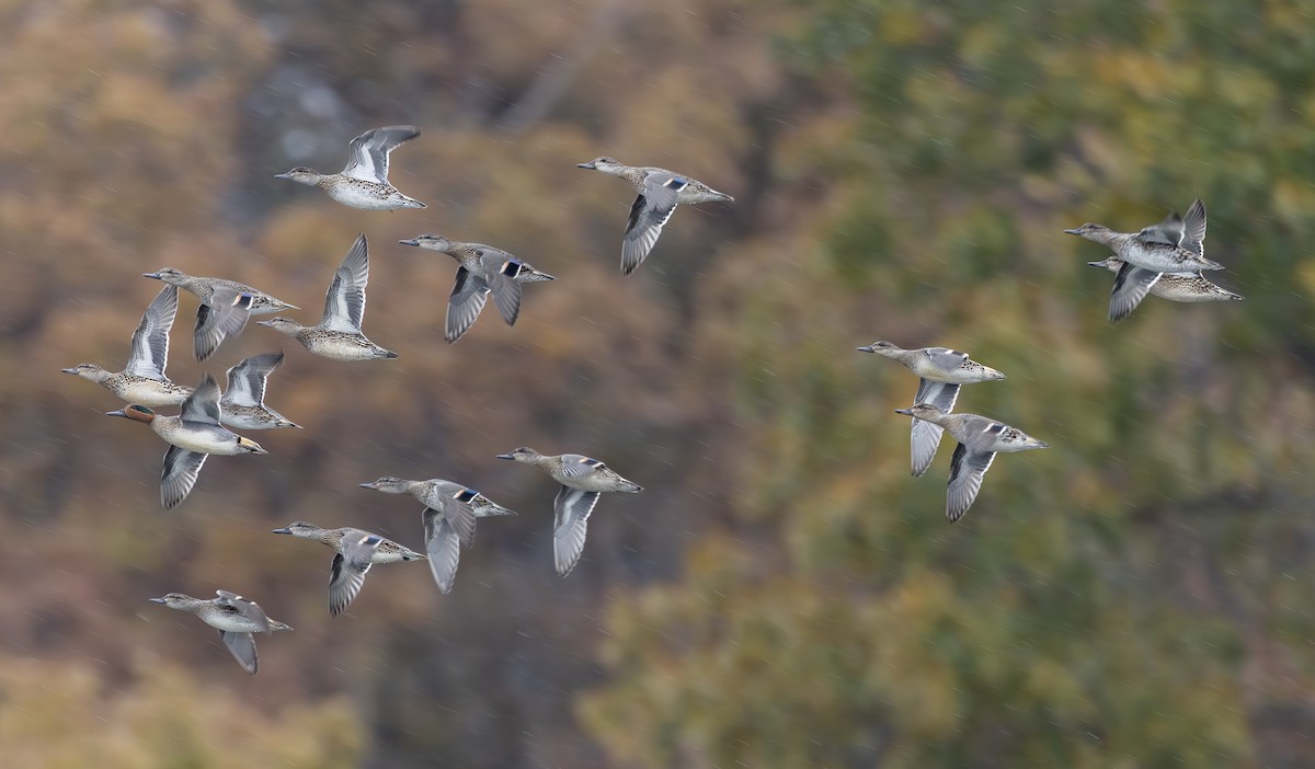 Zertzeta arrunta (amerikarra) - ML644496096