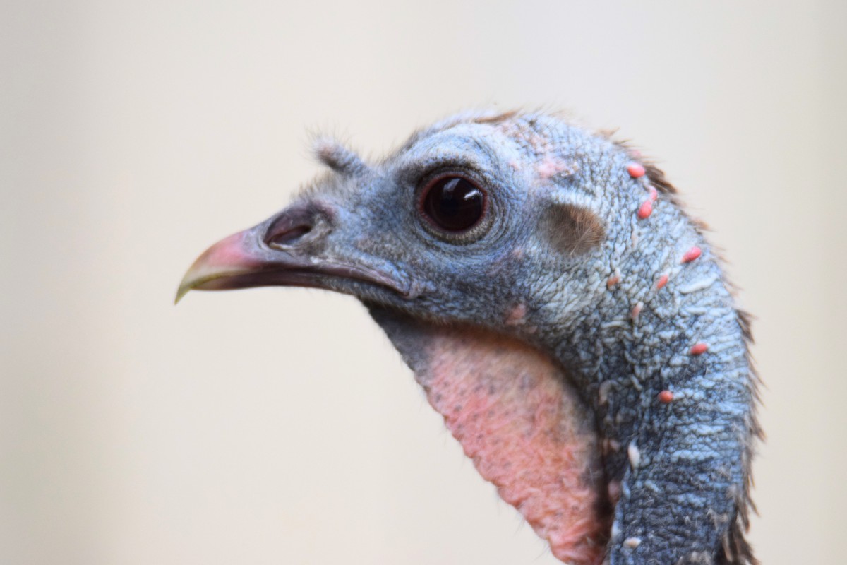 Dindon sauvage - ML644496097