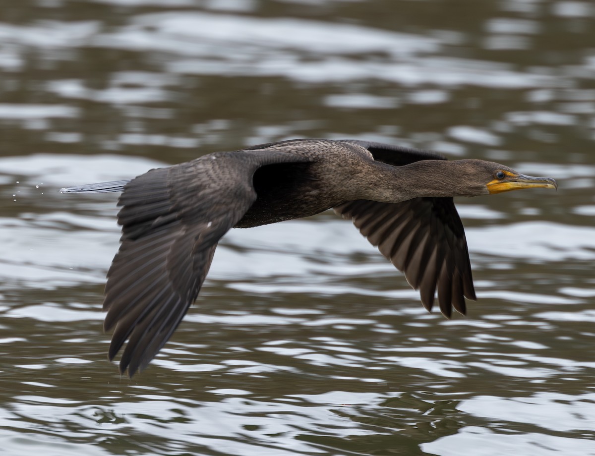 Ubarroi belarriduna - ML644496102