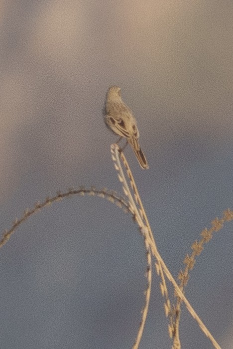 Uzun Gagalı İncirkuşu - ML644496104