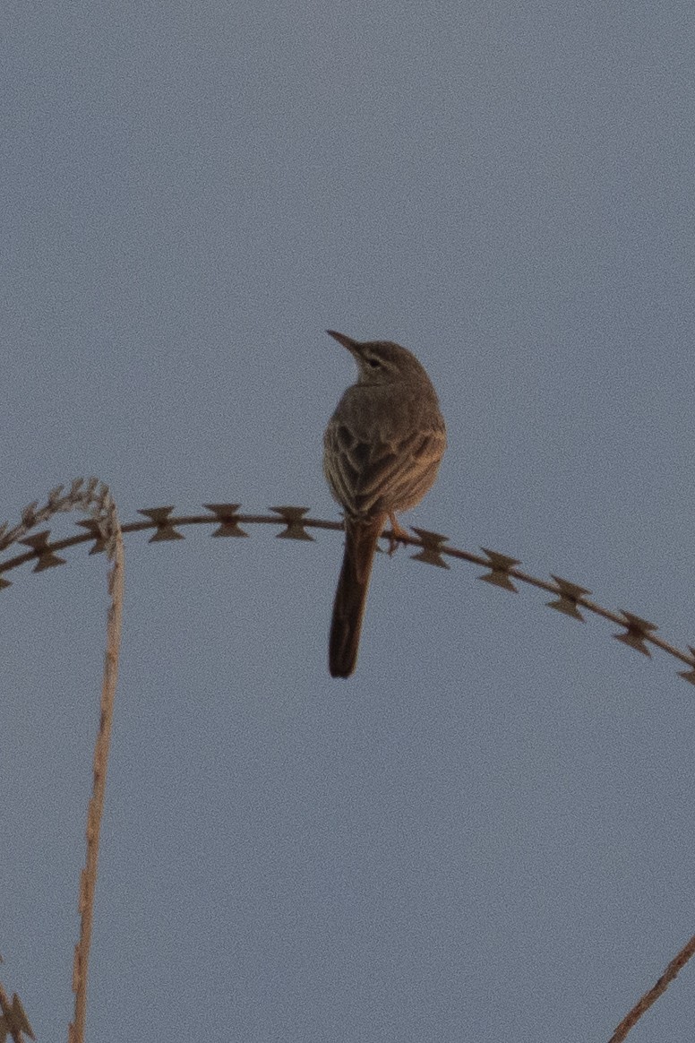 Uzun Gagalı İncirkuşu - ML644496107