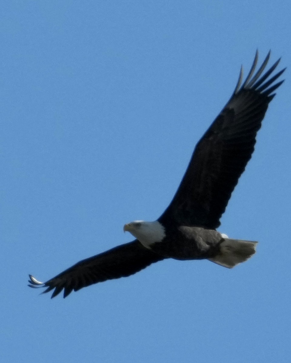 Bald Eagle - ML644496108