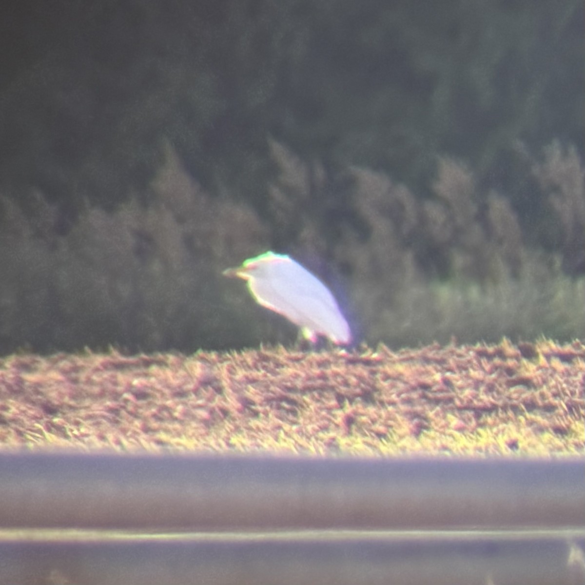 Western Cattle-Egret - ML644496110
