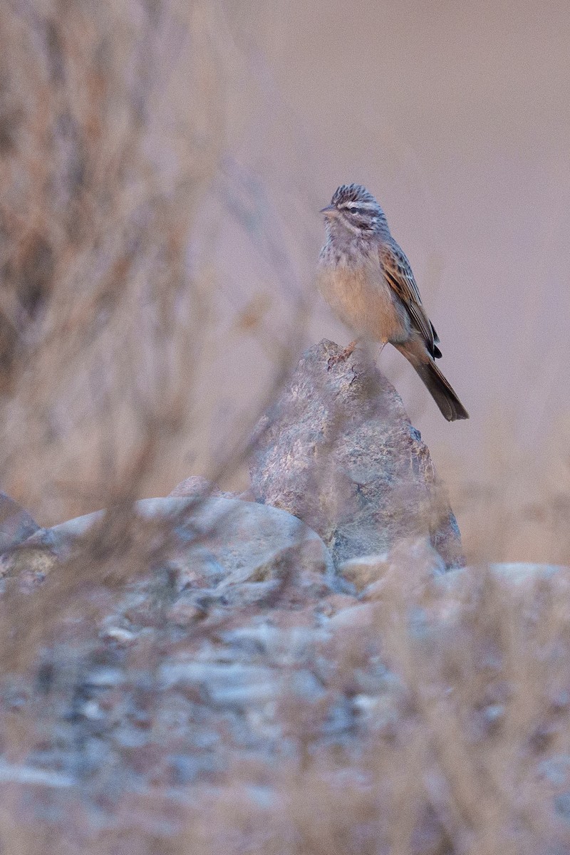 Çöl Çintesi - ML644496113