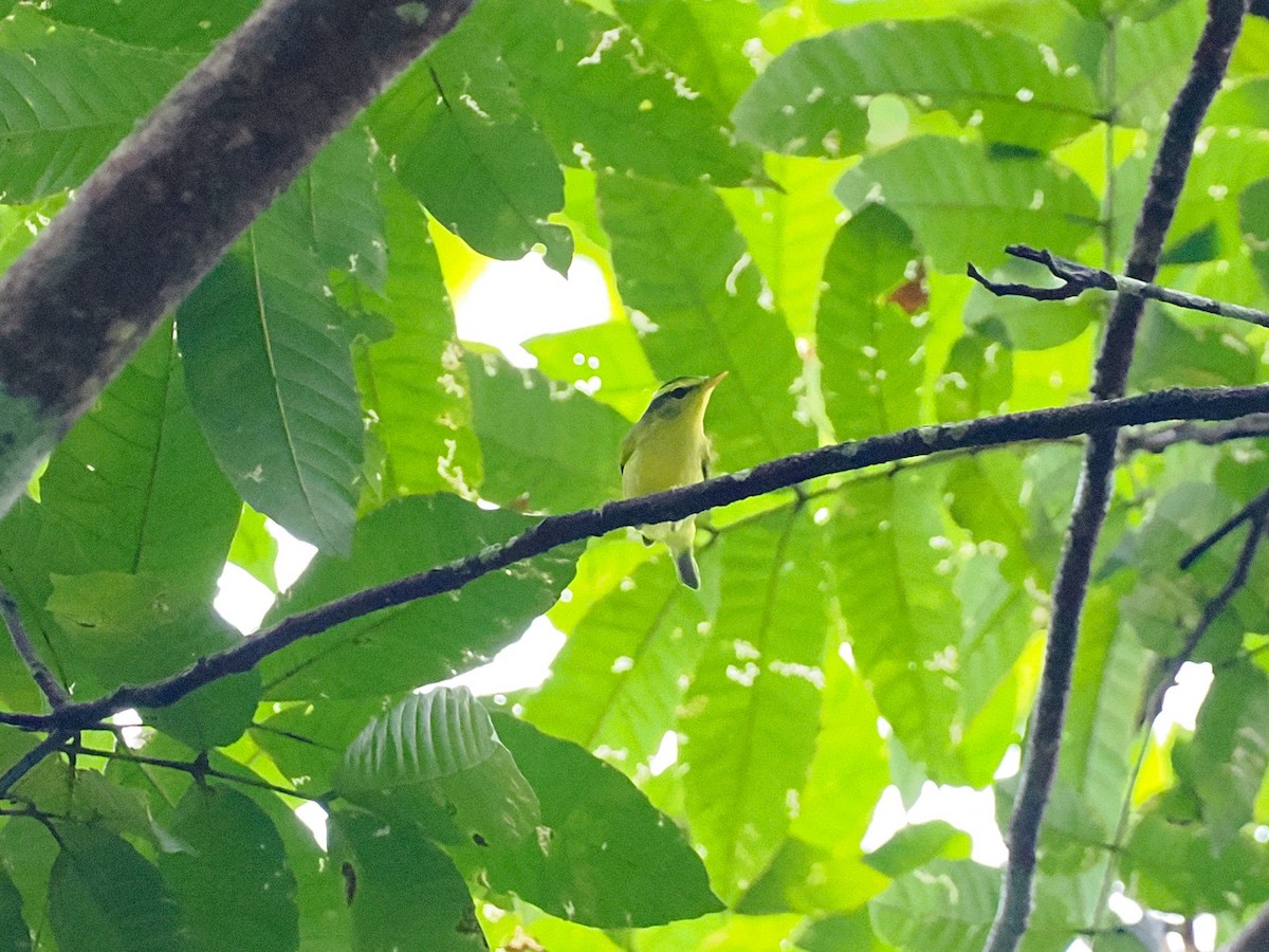 Sulphur-breasted Warbler - ML644496114