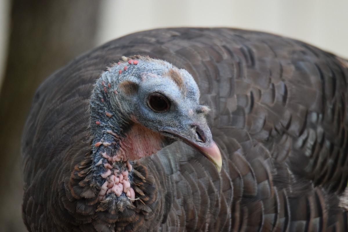 Dindon sauvage - ML644496115