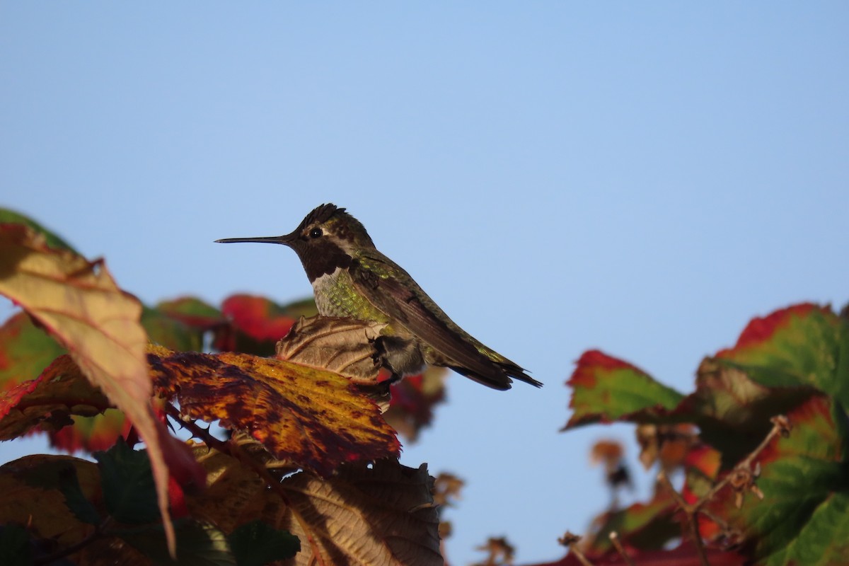 Anna's Hummingbird - ML644496119