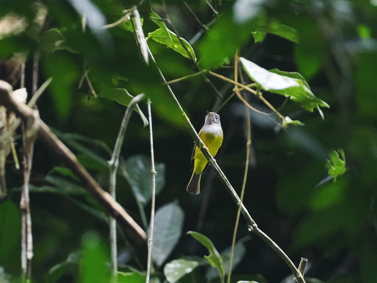 Gray-headed Canary-Flycatcher - ML644496120