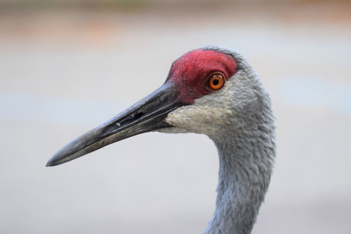 Grue du Canada - ML644496127