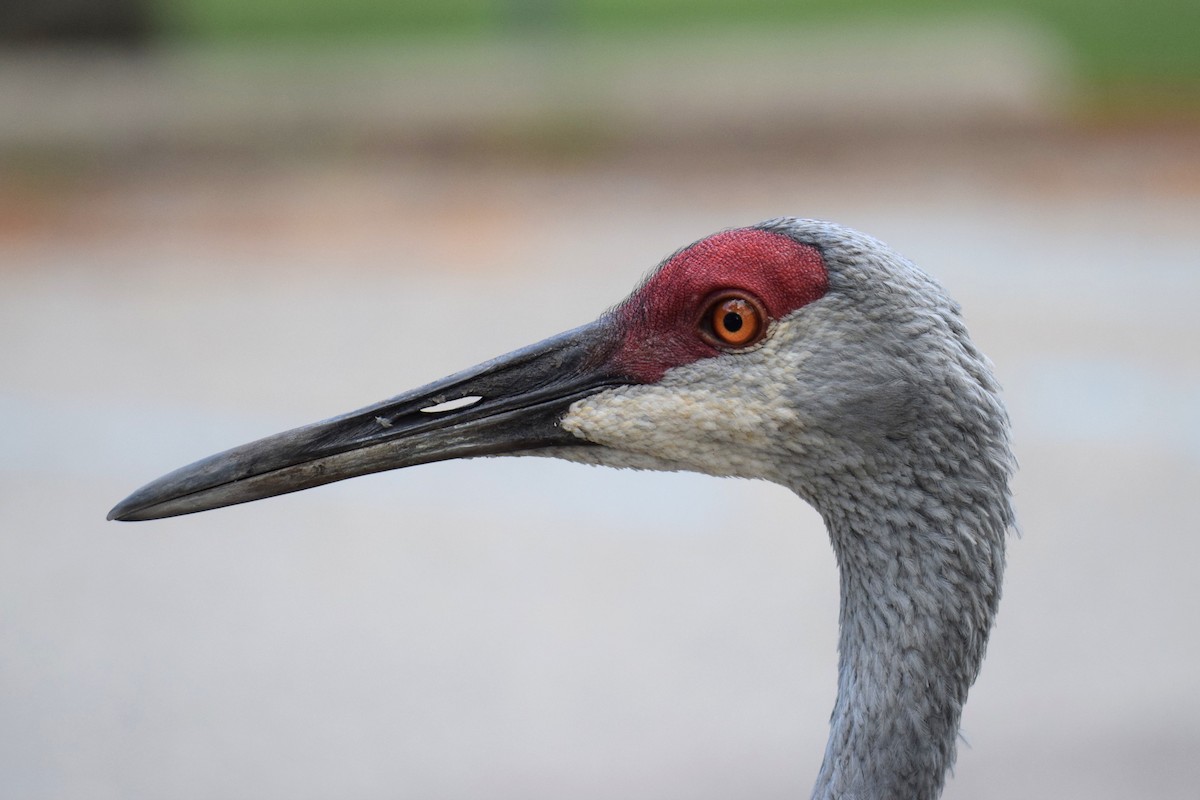 Grue du Canada - ML644496128