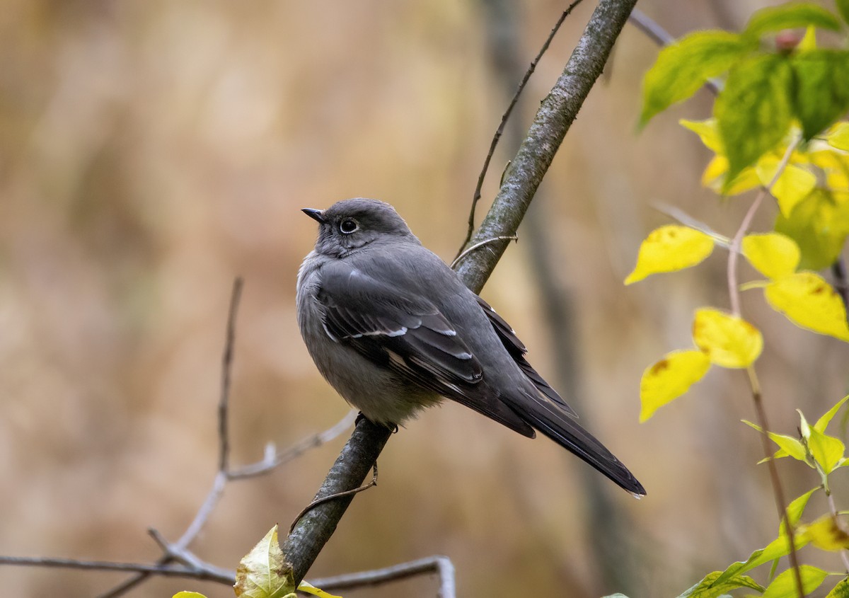 ハエトリツグミ - ML644496132