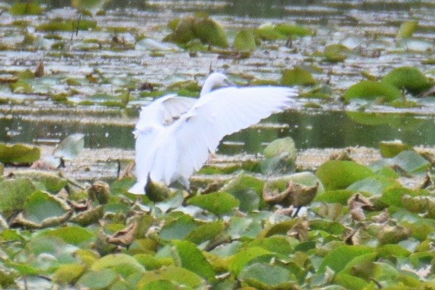 Aigrette bleue - ML644496136