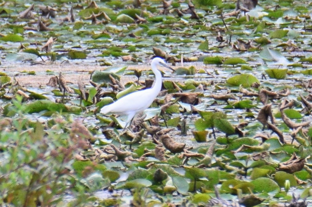 Aigrette bleue - ML644496137