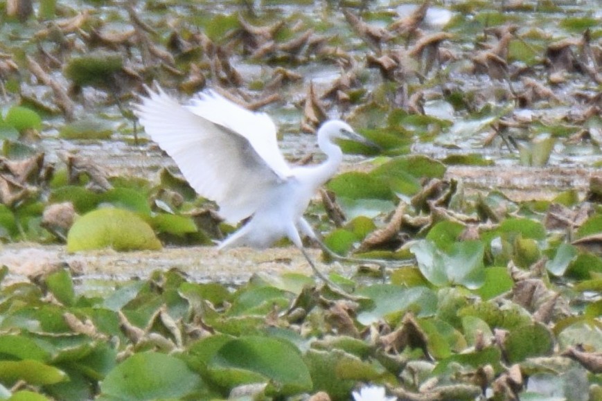 Aigrette bleue - ML644496138