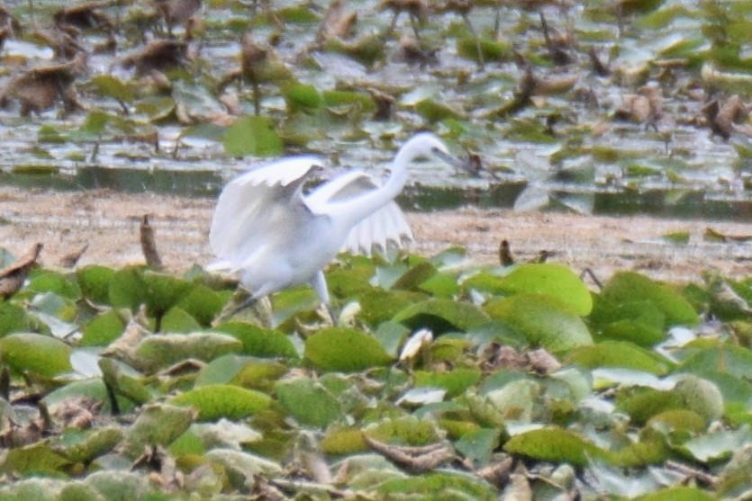 Aigrette bleue - ML644496139