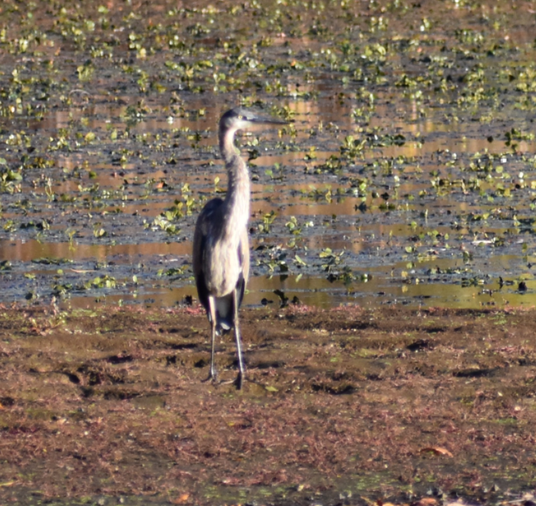 Great Blue Heron - ML644496145