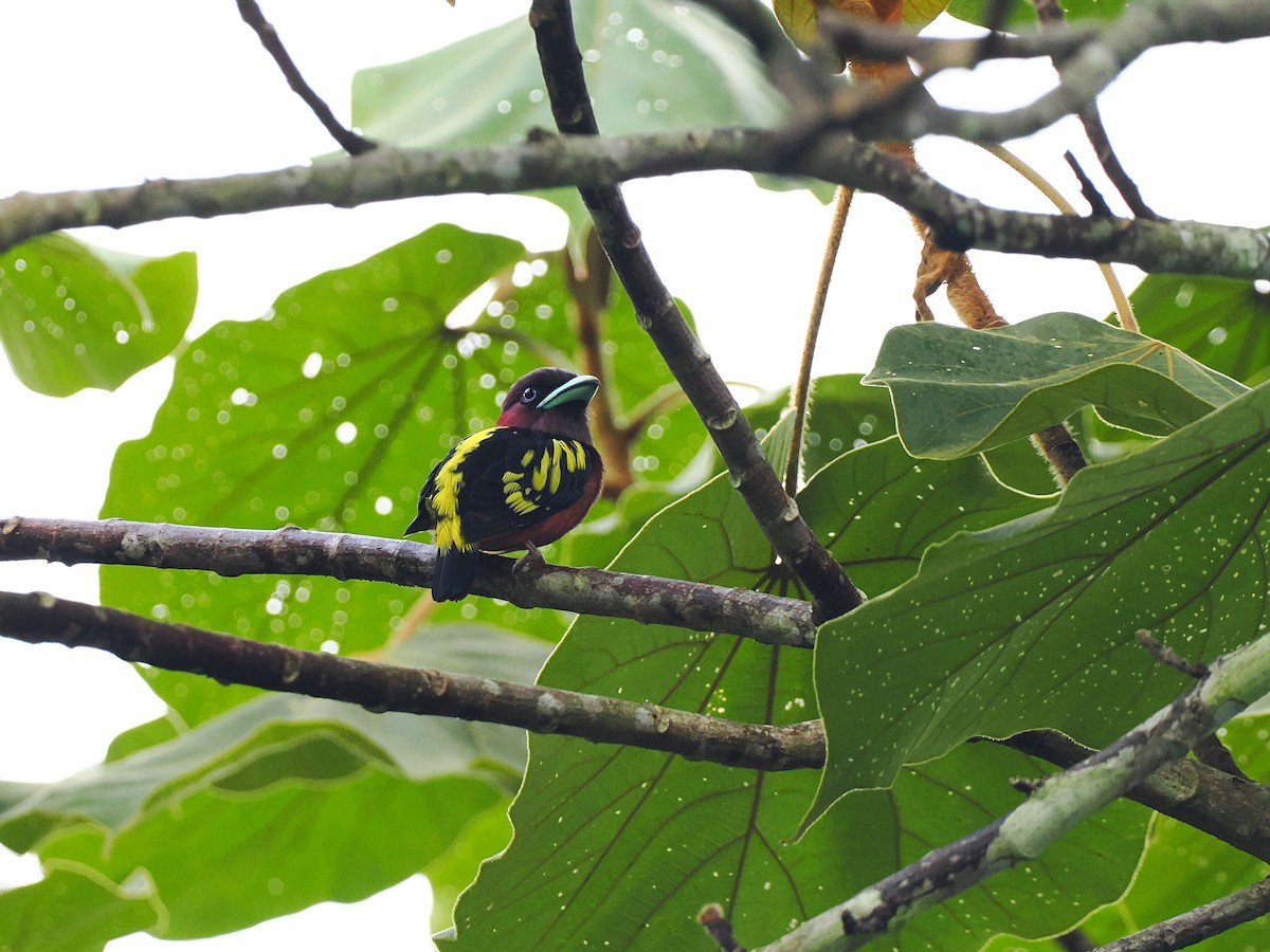 solstripebrednebb - ML644496146