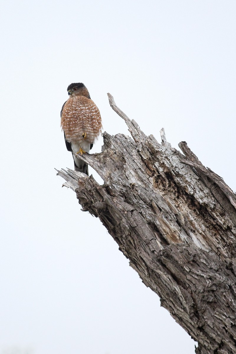 Cooper's Hawk - ML644496149