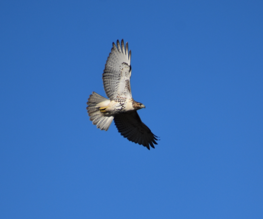 Red-tailed Hawk - ML644496156