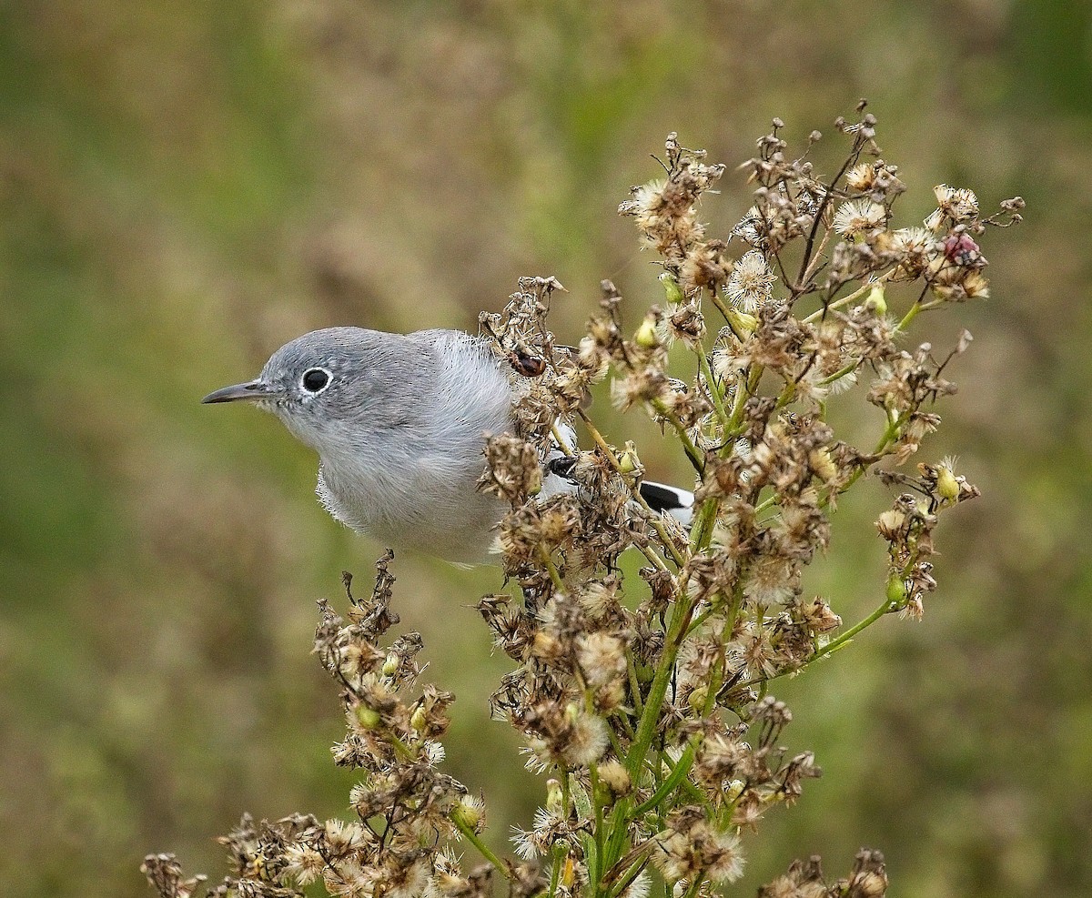 Blue-gray Gnatcatcher - ML644496157