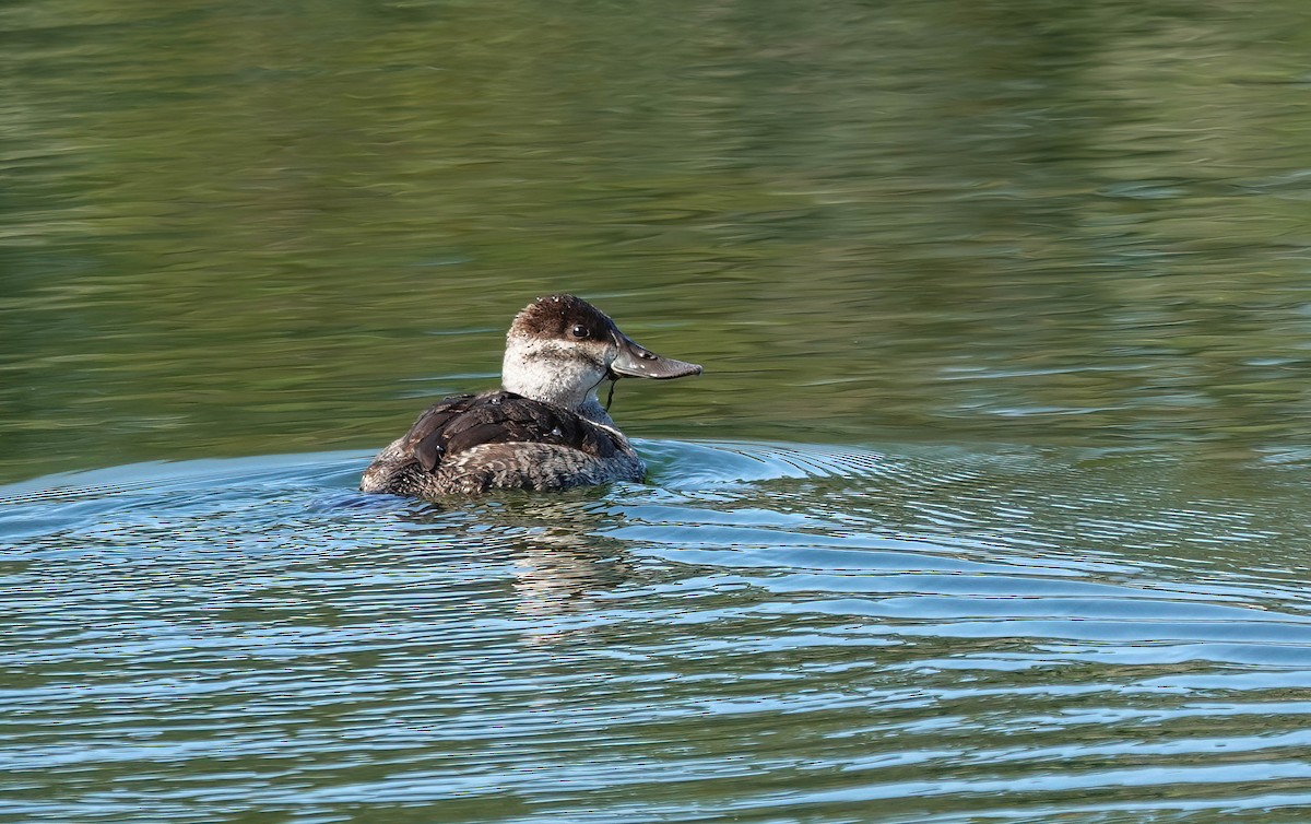 Gobbo della Giamaica - ML644496158