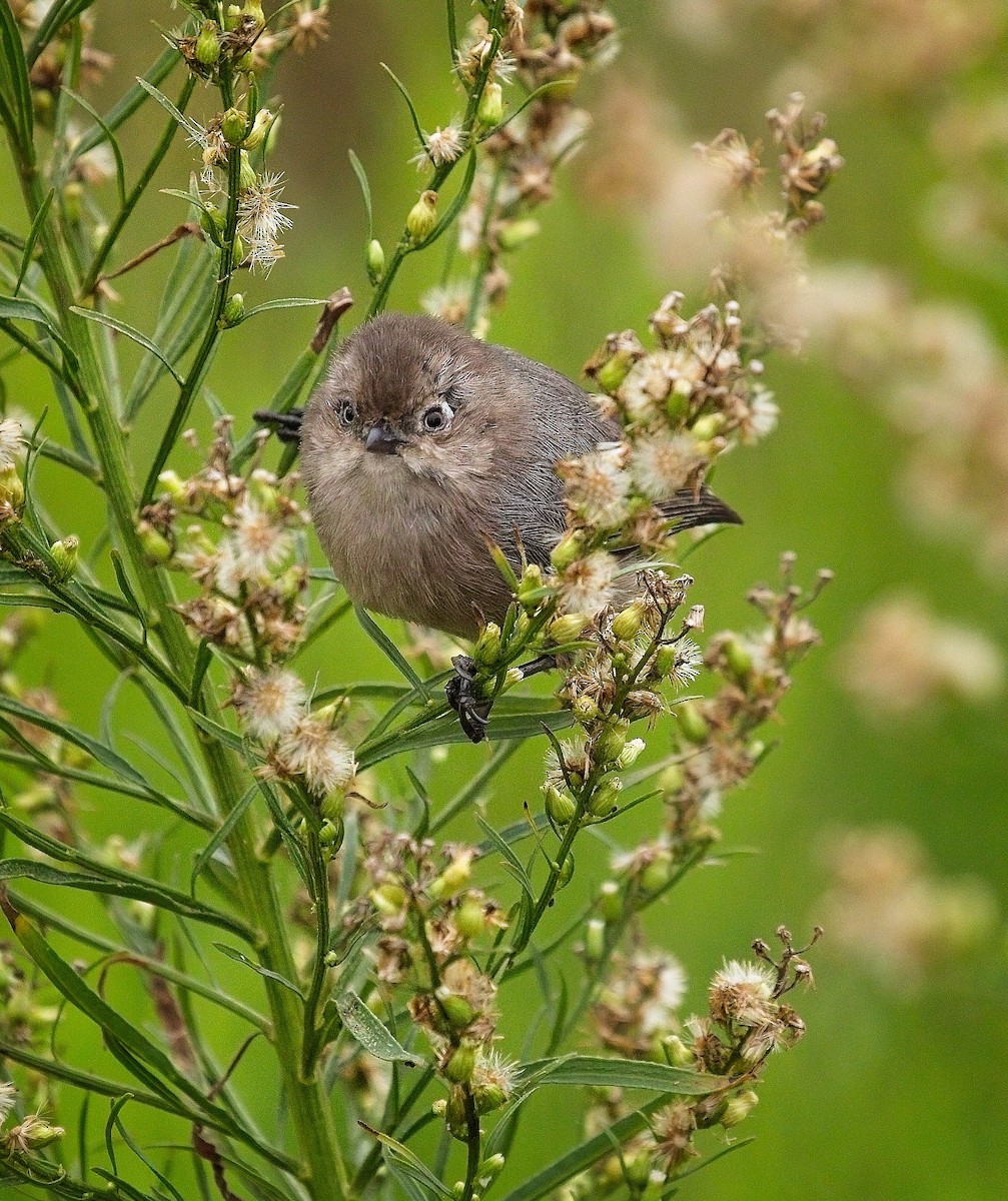 Bushtit - ML644496161