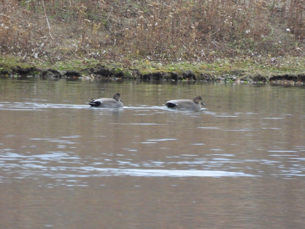 Gadwall - ML644496165