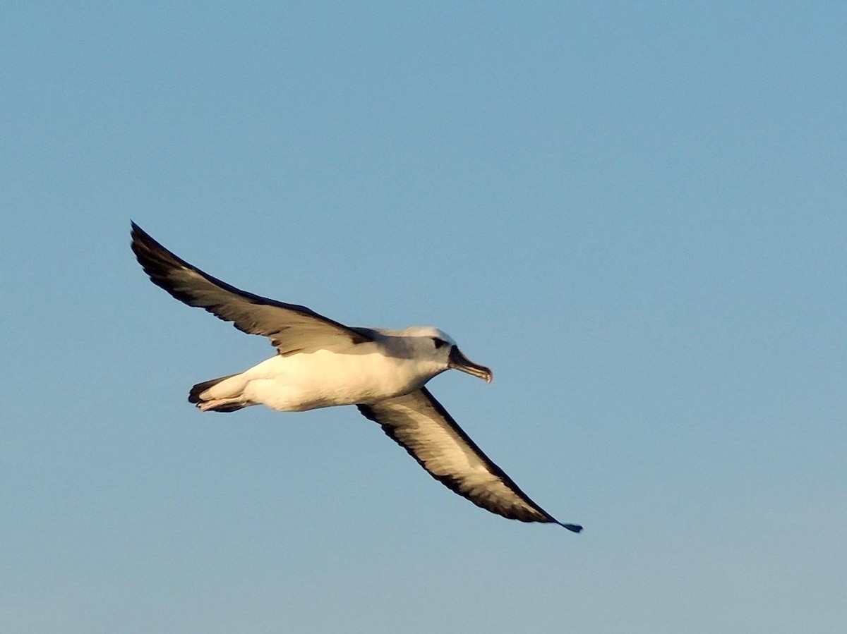 Atlantic Yellow-nosed Albatross - ML644496166