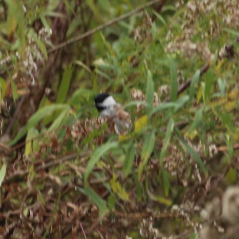 Amerika Baştankarası - ML644496168